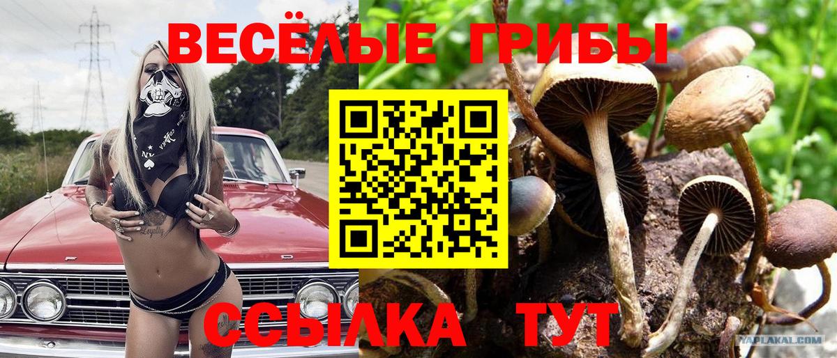Псилоцибиновые грибы Cubensis Чусовой